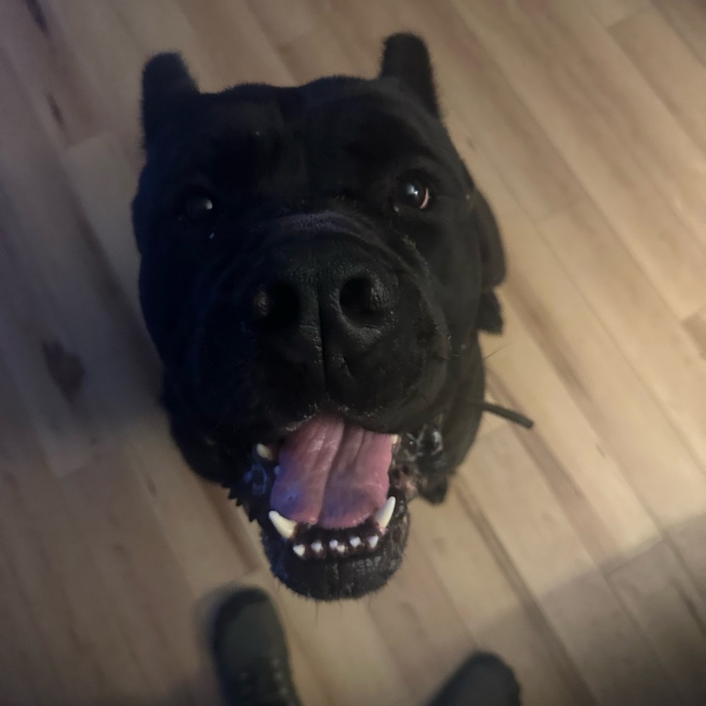 Meet your Posher, Pluto